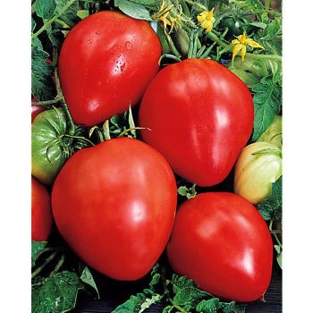 TOMATE CŒUR de BŒUF (cuor di bue) sélection CARDINAL