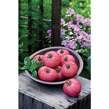 TOMATE F1 BIG PINK 2