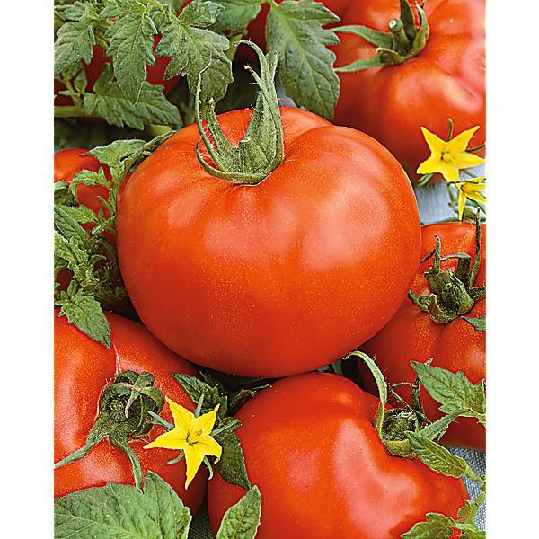 TOMATE RAF