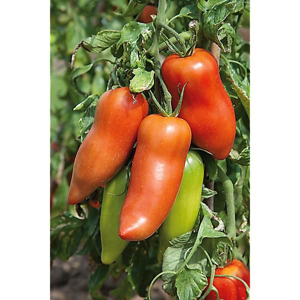 TOMATE F1 LICORNA
