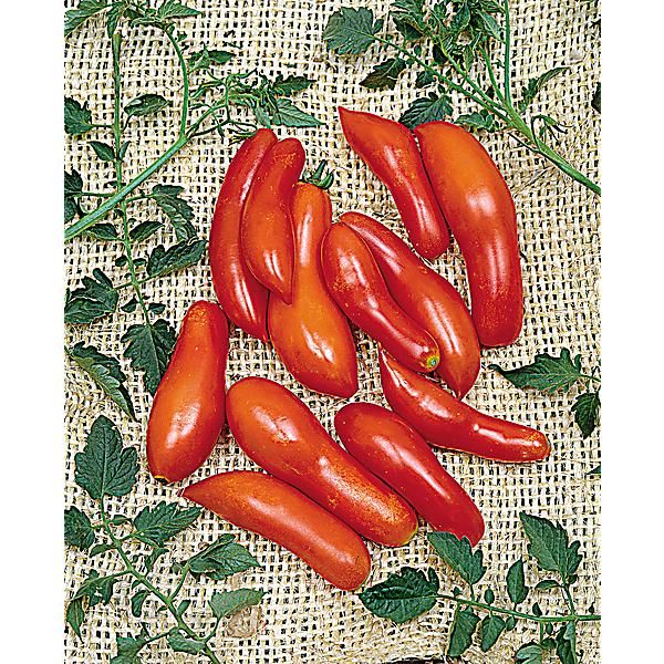 TOMATE SAUCISSE (sausage)