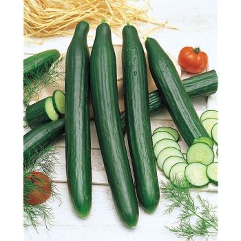 CONCOMBRE F1 PALLADIUM Bio