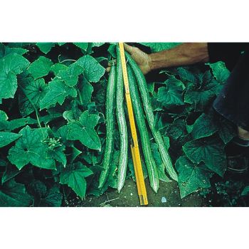 CONCOMBRE VERT TRÈS LONG de CHINE