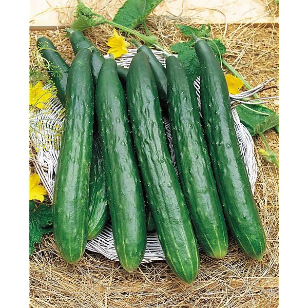 CONCOMBRE F1 BURPLESS TASTY GREEN