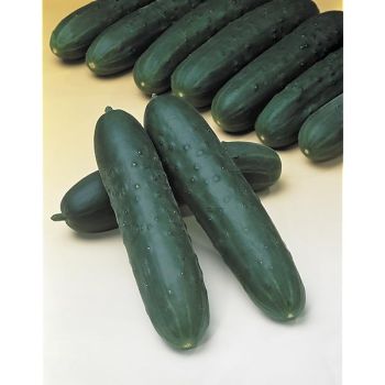 CONCOMBRE F1 CORINTO