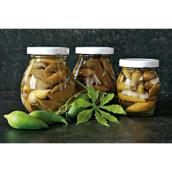 CONCOMBRE F1 CORINTO 2