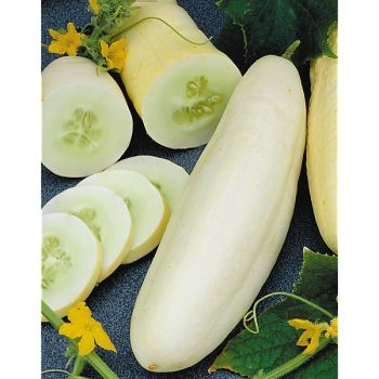 CONCOMBRE WHITE WONDER (mezzo lungo bianco)