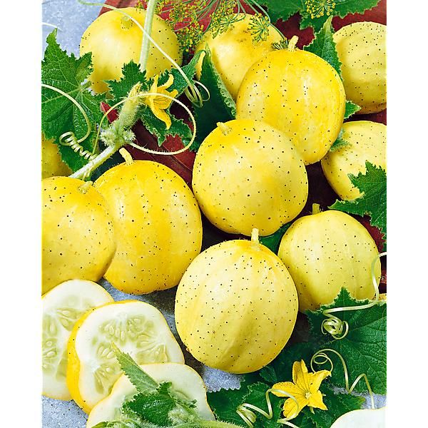 CONCOMBRE LEMON