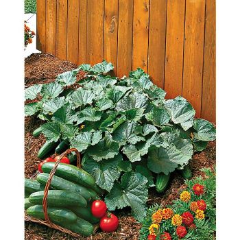 CONCOMBRE F1 BUSH CHAMPION 2