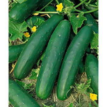 CONCOMBRE MARKETMORE Bio