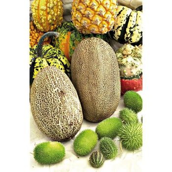 CONCOMBRE brodé de Russie KAISER ALEXANDRE