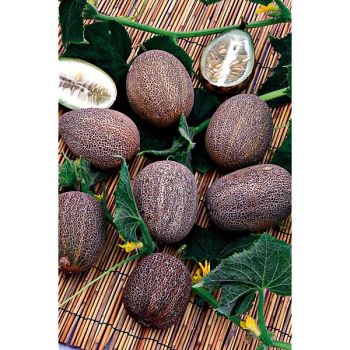 CONCOMBRE brodé de Russie KAISER ALEXANDRE 2