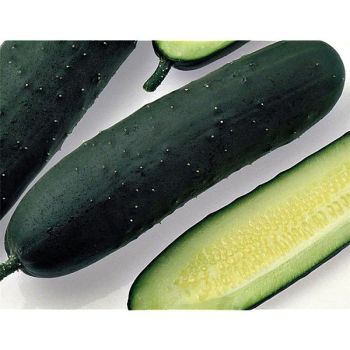 CONCOMBRE F1 ADRIAN 2