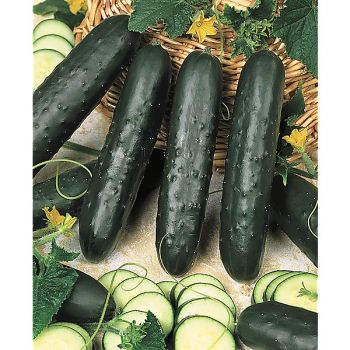 CONCOMBRE F1 BON ODORI