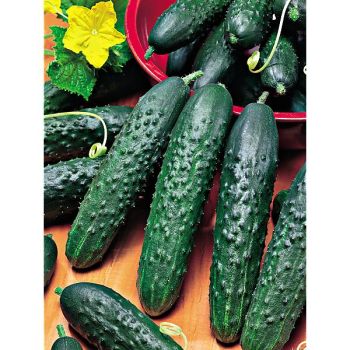 CONCOMBRE F1 BON ODORI 2