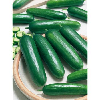 CONCOMBRE F1 KHASSIB