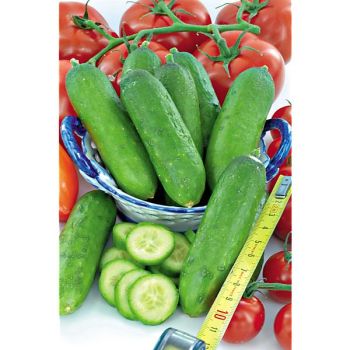 CONCOMBRE F1 KHASSIB 2