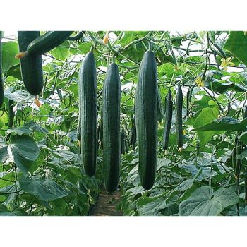 CONCOMBRE F1 DIAPASON