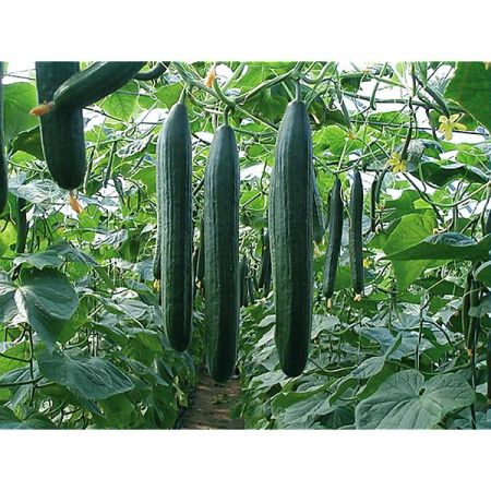 CONCOMBRE F1 DIAPASON