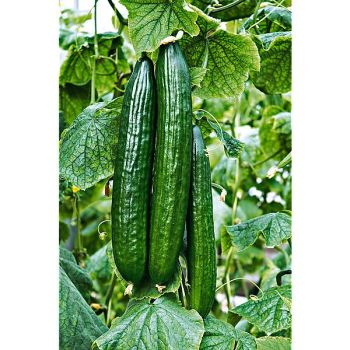 CONCOMBRE F1 DIAPASON 2