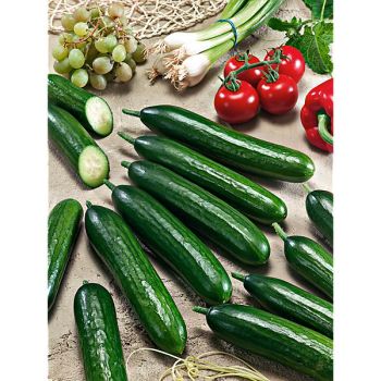 CONCOMBRE F1 HILLWOOD