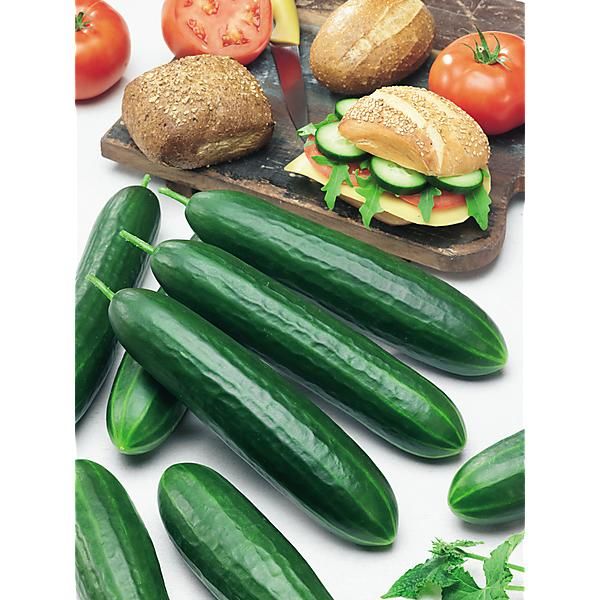 CONCOMBRE F1 CROKDELIS