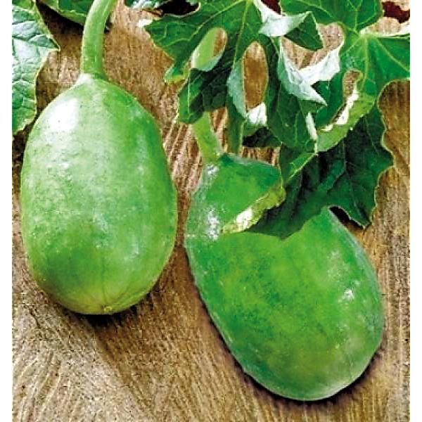 CONCOMBRE des ANTILLES LISO CALCUTA (cucumis anguria)
