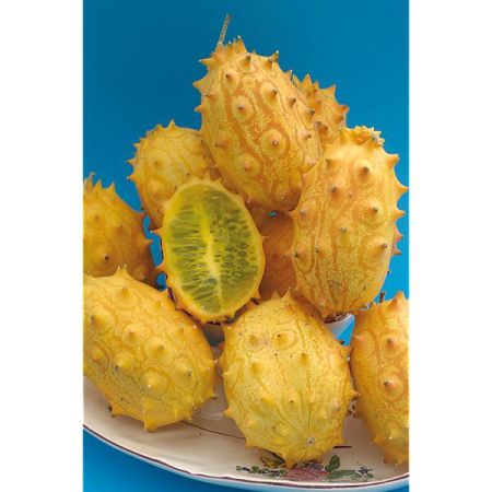 GRAINES de CONCOMBRES