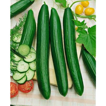 CONCOMBRE TELEGRAPH IMPROVED Bio