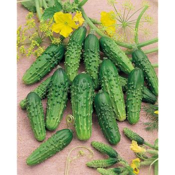 CORNICHON FIN de MEAUX