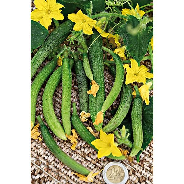 CORNICHON AMÉLIORÉ de BOURBONNE