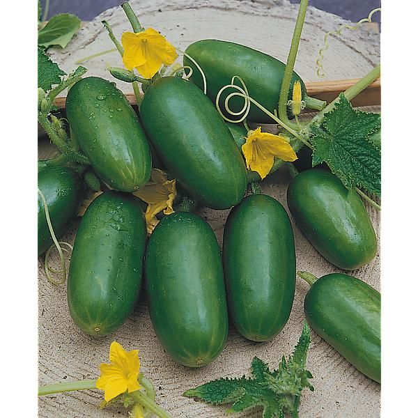 CORNICHON RUSSE ou de RUSSIE