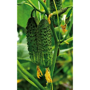 CORNICHON F1 BRAWO 2