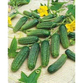 CORNICHON F1 POLONEZ