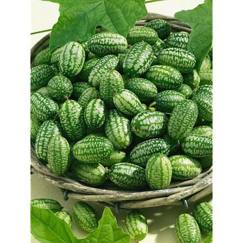 MELOTHRIA SCABRA ou CUCAMELON