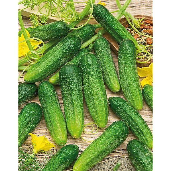 CORNICHON HOKUS