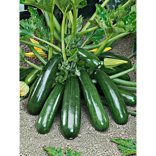 COURGETTE F1 DIAMANT