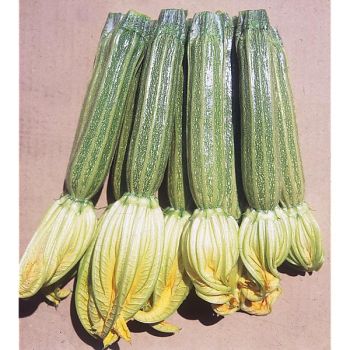 COURGETTE F1 ROMANO