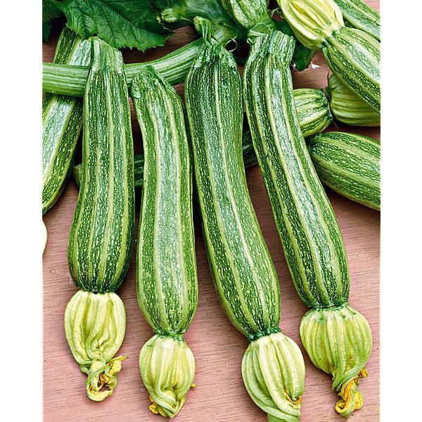 COURGETTE F1 LATINO