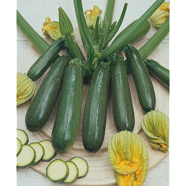 COURGETTE F1 ROYAL FLUSH