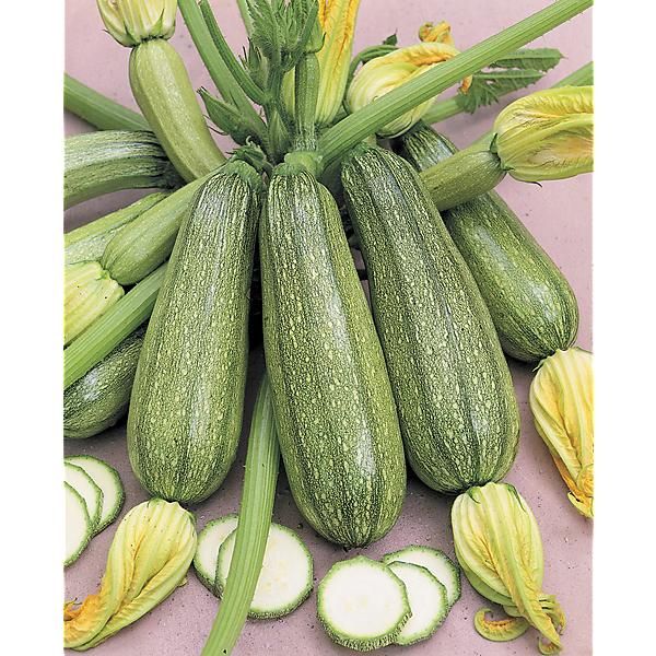 COURGETTE VERTE PETITE d'ALGER (grey zucchini)