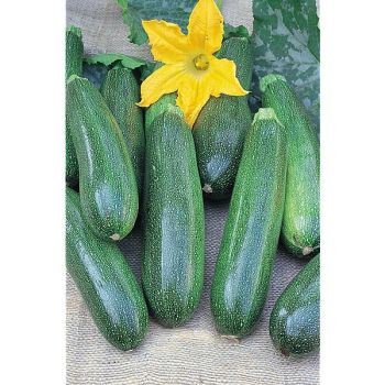 COURGETTE F1 AMBASSADOR