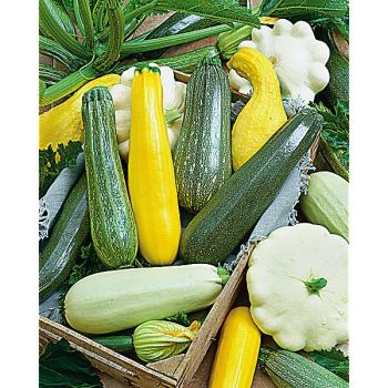 COURGETTE en MÉLANGE de 5 VARIÉTÉS F1