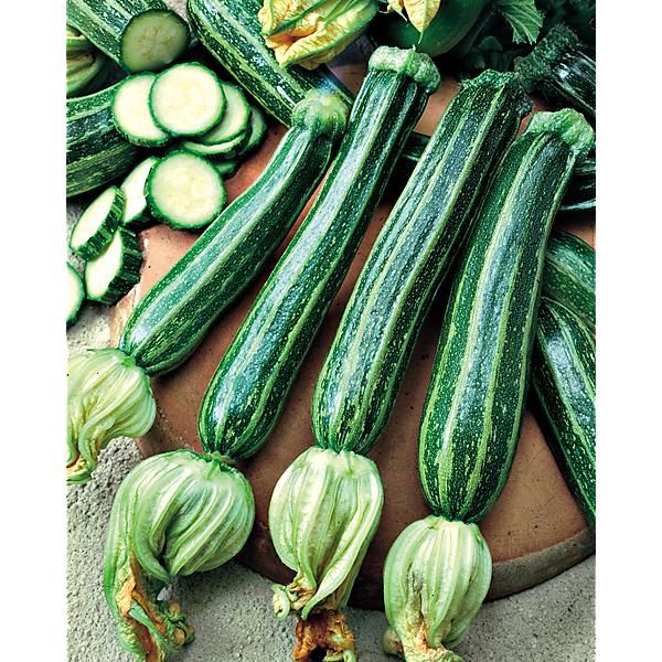 COURGETTE F1 SAFARI