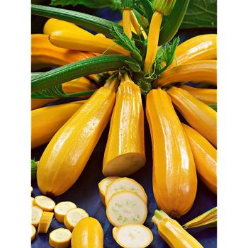 COURGETTE GOLDENA
