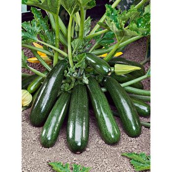 COURGETTE F1 ZELIA