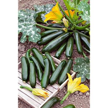 COURGETTE F1 ZELIA 2