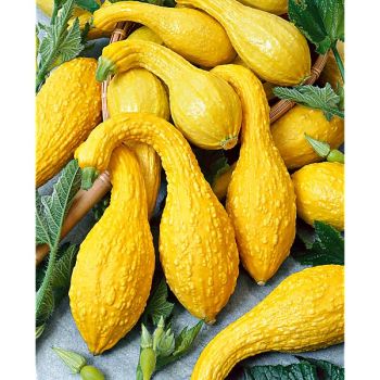 COURGETTE POPCORN EARLY SUMMER CROOKNECK