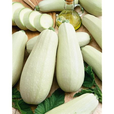 COURGETTE BIANCA di TRIESTE Bio