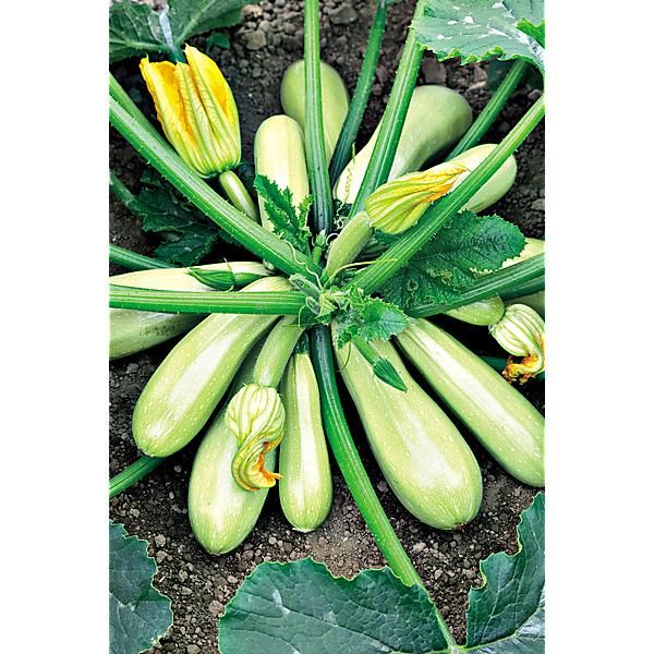 COURGETTE BIANCA di TRIESTE Bio